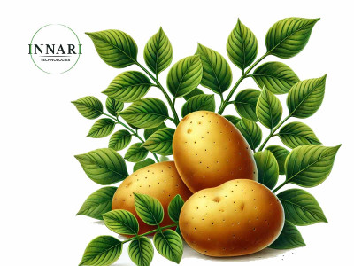 Ефективна схема підживлення картоплі від Innari Technologies