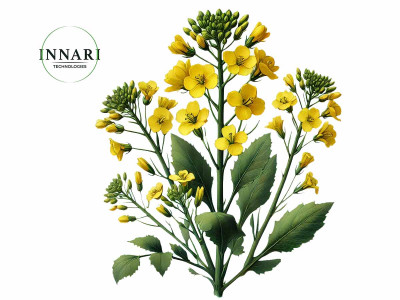 Схема живлення озимого ріпака від Innari Technologies